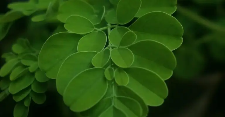 A vibrant close-up photo of fresh green Moringa leaves showcasing their unique shape and vivid color.